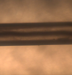 blood flowing in a capillary