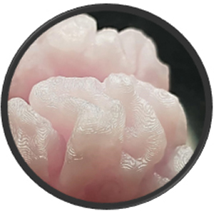 circunvoluciones cerebrales, detalle de un fantoma